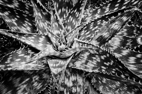 agave 18