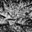 agave 18