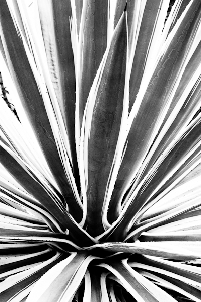 agave 4