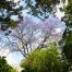 Canopy of light #4, fine art paper, 40x60cm