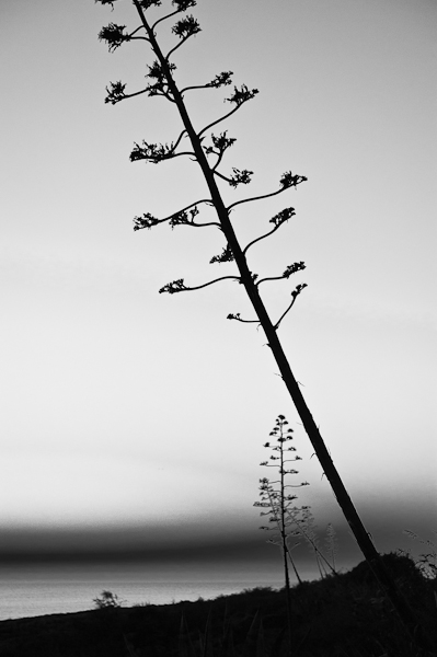 agave 14