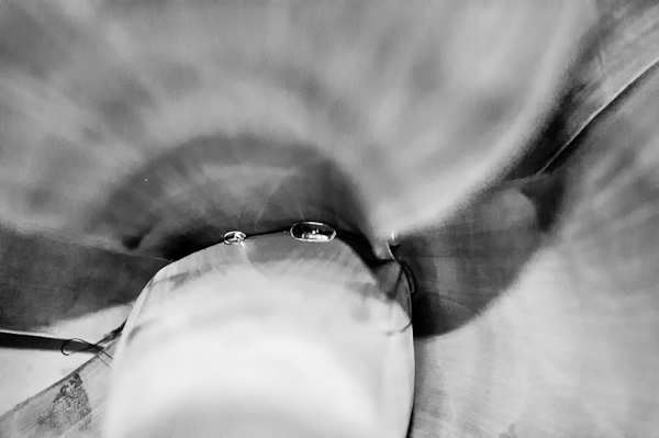 agave 20