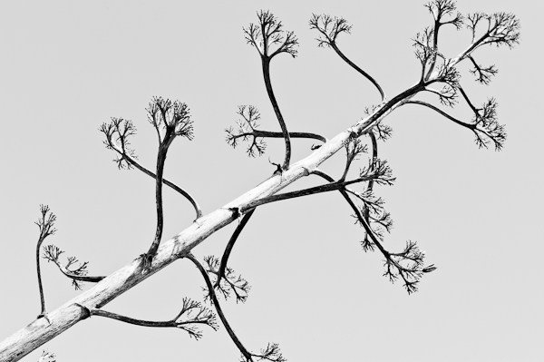 agave 8