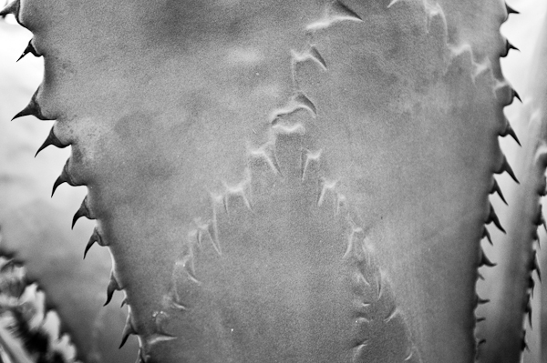 agave 13