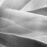 agave 7