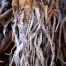 Alive (1 of 5-image set 50x135cm)