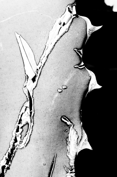 agave 16