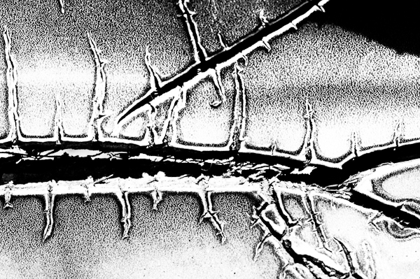 agave 5