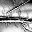 agave 5