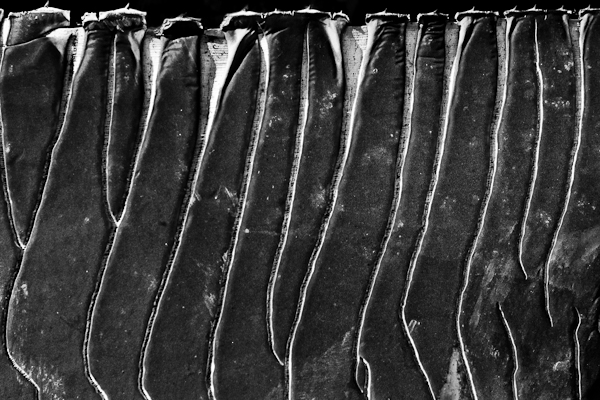 agave 15