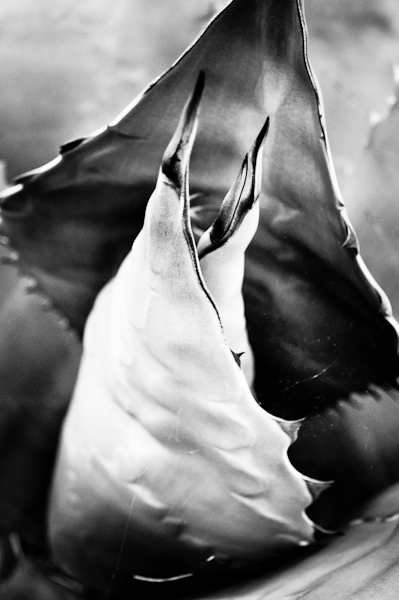agave 9