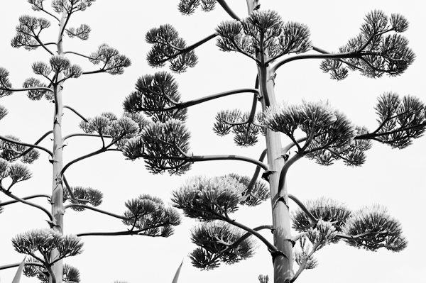 agave 1