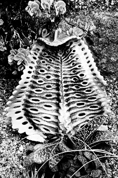 agave 12