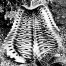 agave 12