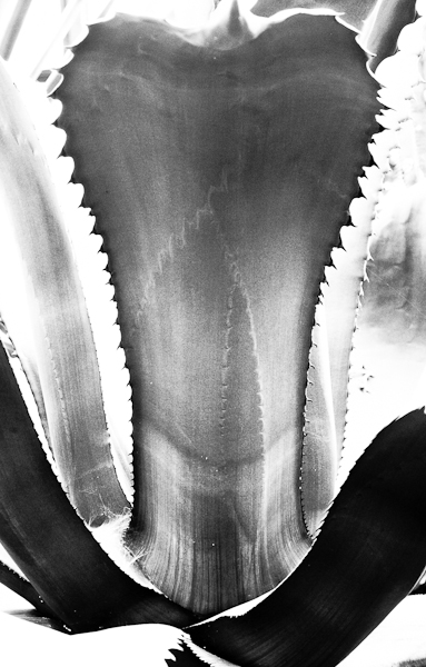 agave 17