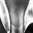 agave 17