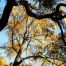 Canopy of light #3, fine art paper, 40x60cm