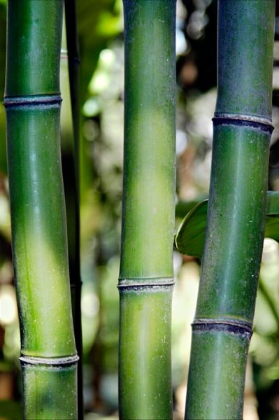 Symphony in green (5 of 5-image set 50x145cm)