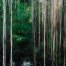 Symphony in green (4 of 5-image set 50x145cm)