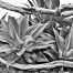 agave 11