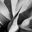 Agave 2