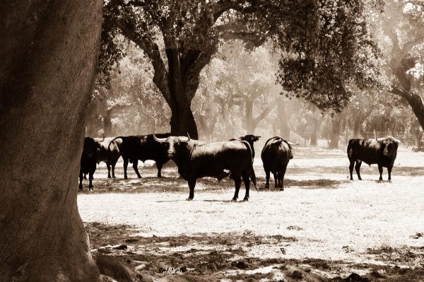 Alentejo